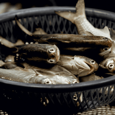 Fish